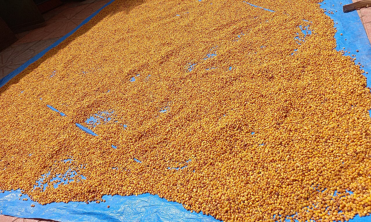 Chickpeas laid out under the Ethiopian sun for drying